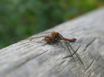 28161 Red Dragonfly on tree Common Darter (Sympetrum striolatum).jpg